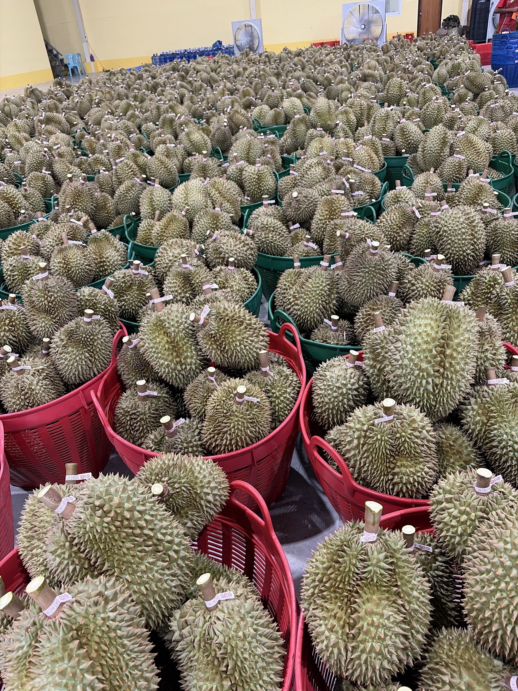 ทุเรียดคัดเกรด