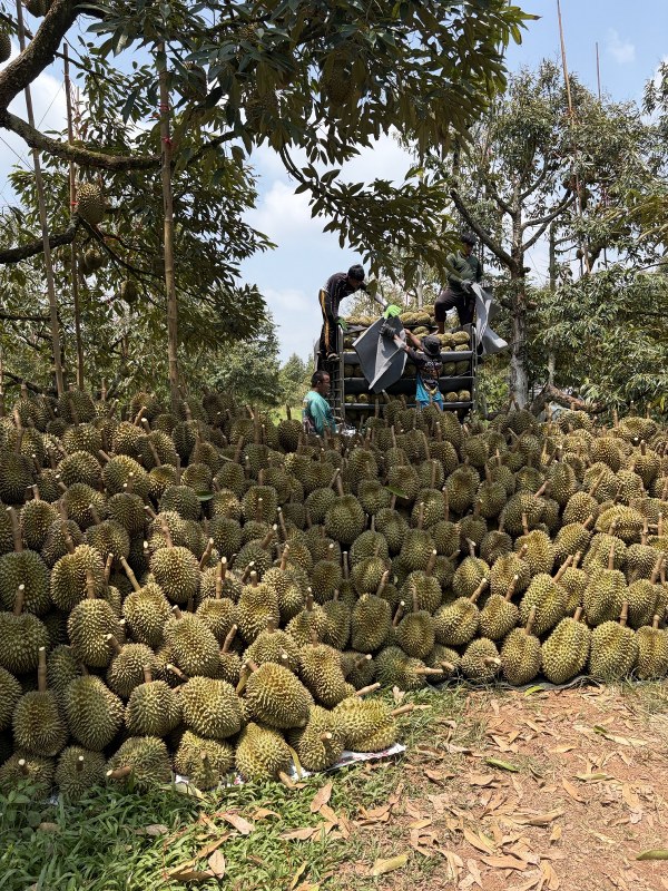 ทุเรียนเกรดเอ